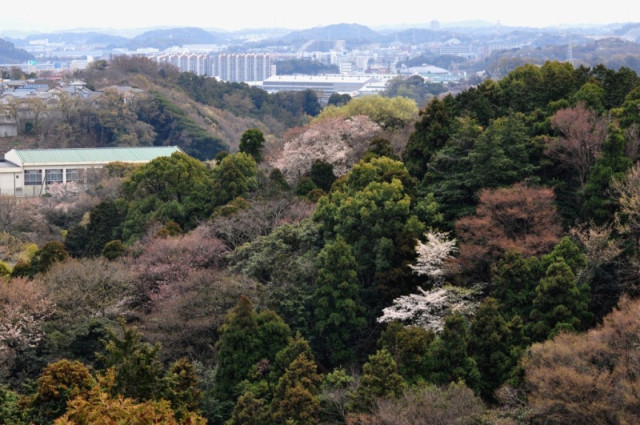 釜利谷市民の森